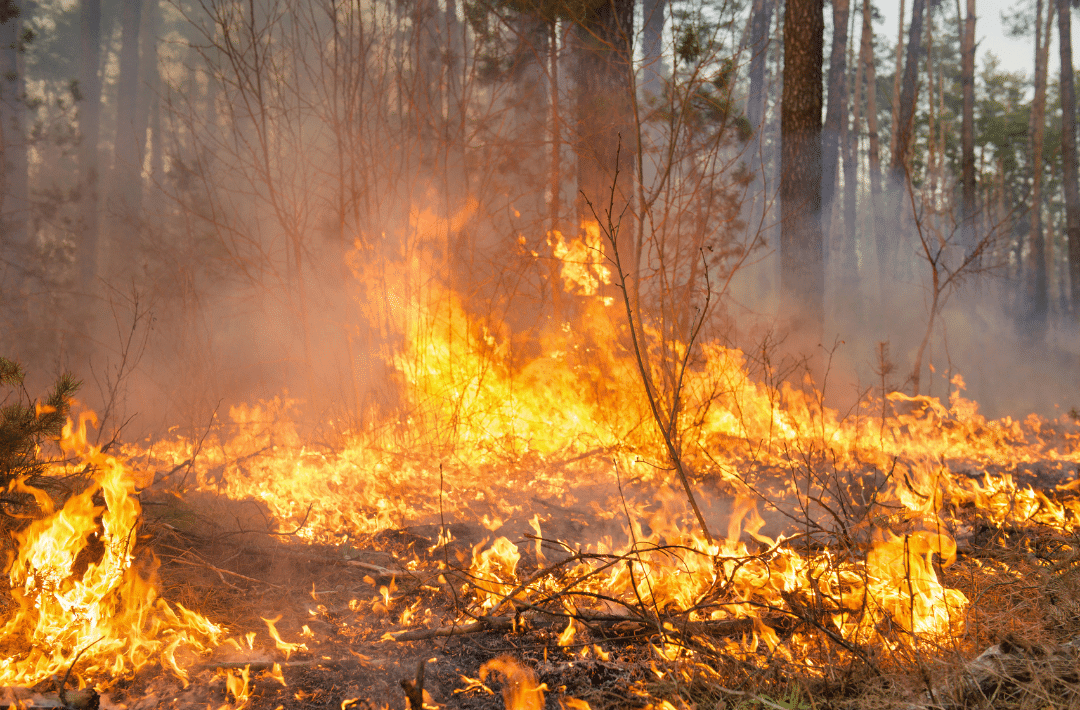 You are currently viewing La gestion forestière face au risque grandissant des incendies de forêt