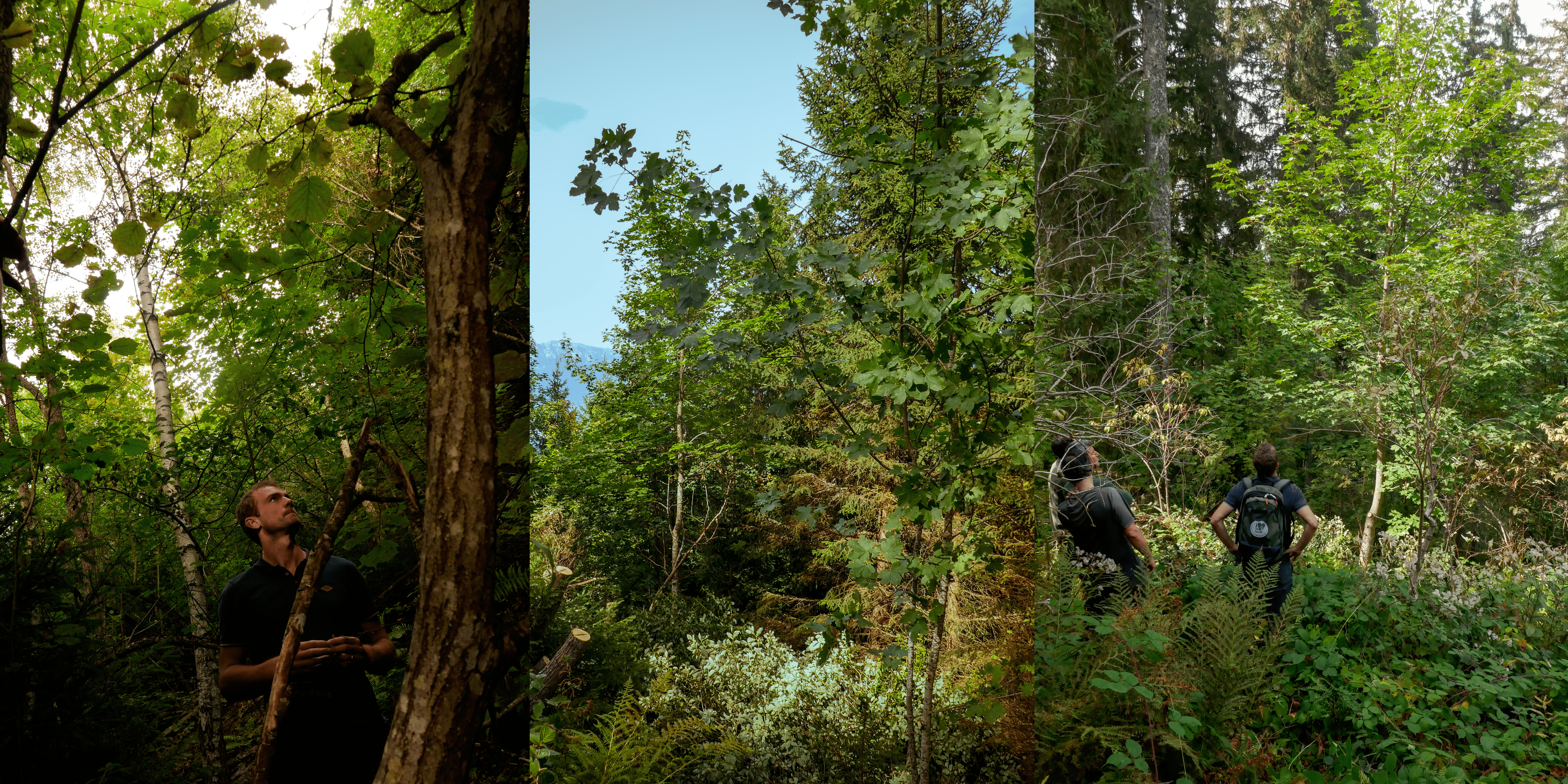 You are currently viewing Quels travaux dans les forêts du massif de Belledonne ?
